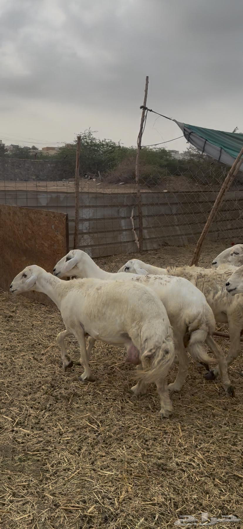 21 ضان حريات ولد ودفيع كفوو حرش مراح واحد (( تم البيع ))64251106407169112