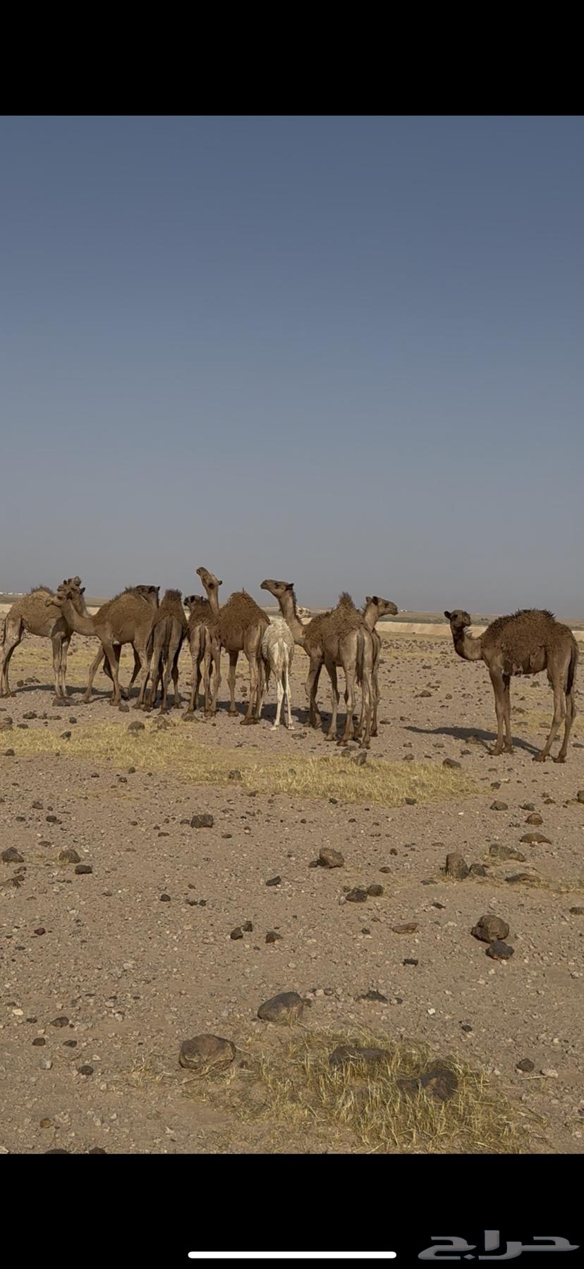 Qa'dan64237727202433110