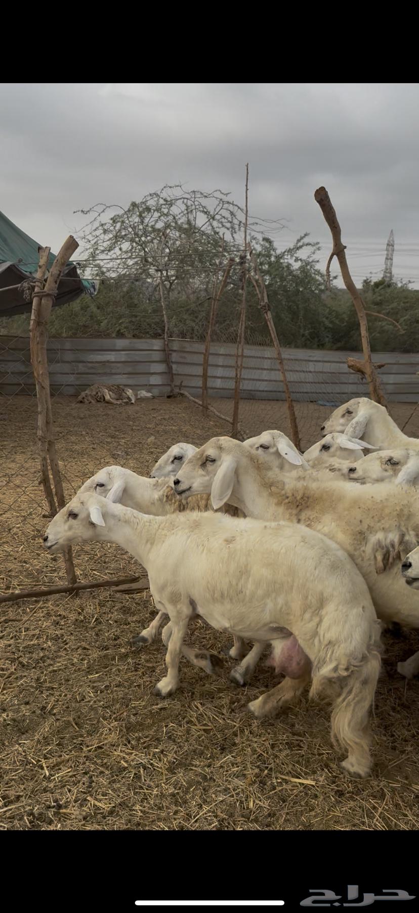 21 ضان حريات ولد ودفيع كفوو حرش مراح واحد (( تم البيع ))64251106407169113