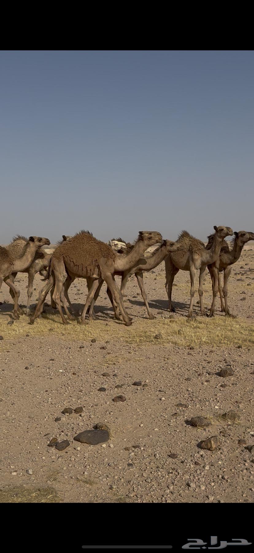 Qa'dan64237727202433111