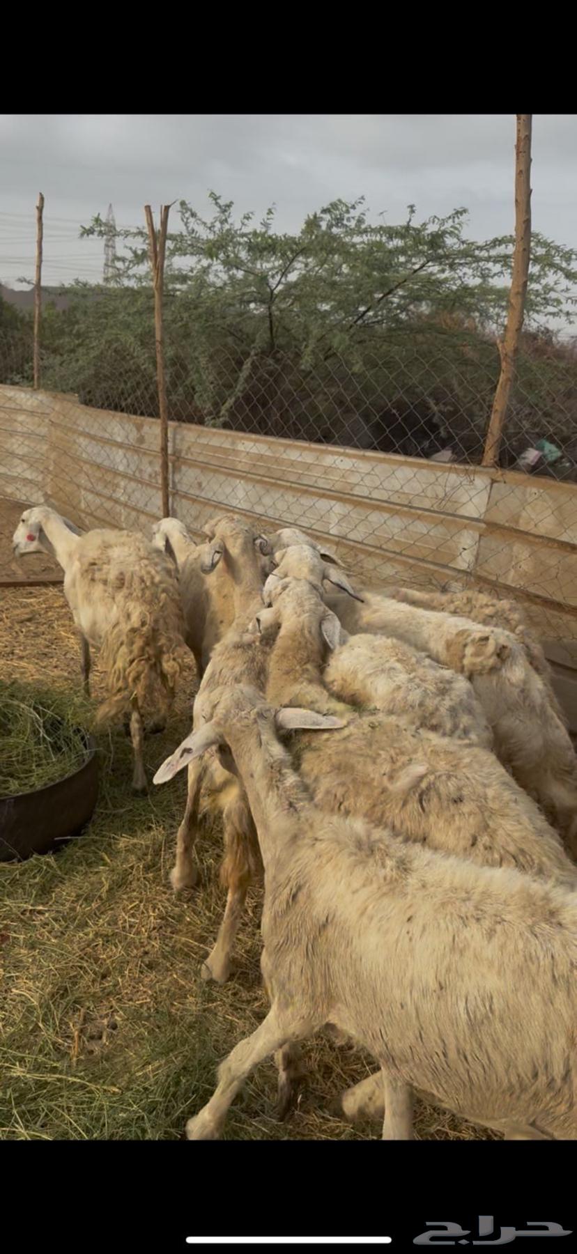 9 ضان حريات دفع طيبه بالحيل كفوو ع 640 (( تم البيع ))64235784642305113