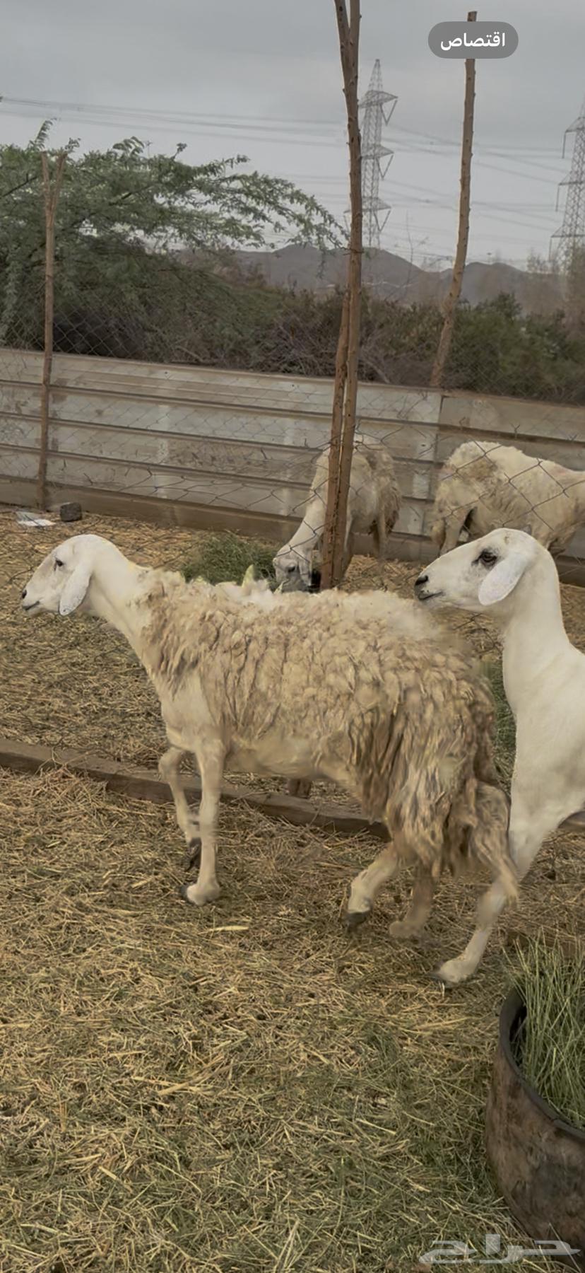 21 ضان حريات ولد ودفيع كفوو حرش مراح واحد (( تم البيع ))64251106407169114