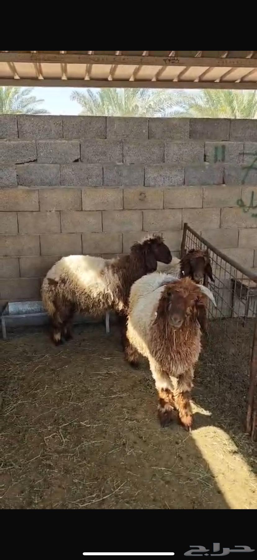 غنم نعيمي للبيع (العدد سته)64254078776706112