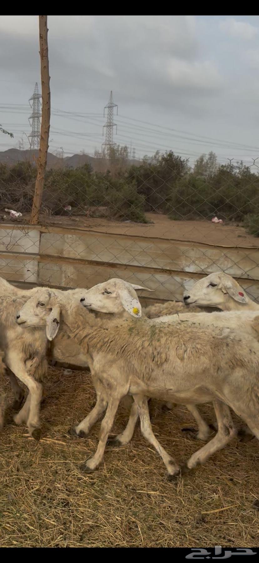 9 ضان حريات دفع طيبه بالحيل كفوو ع 640 (( تم البيع ))64235784642305112