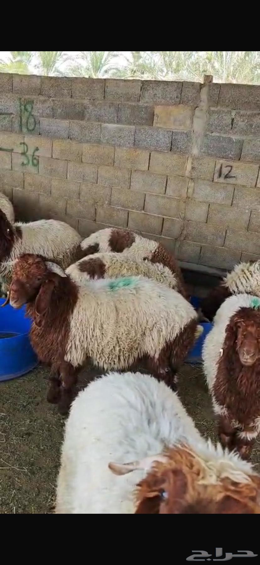 غنم نعيمي للبيع (العدد سته)64254078776706114