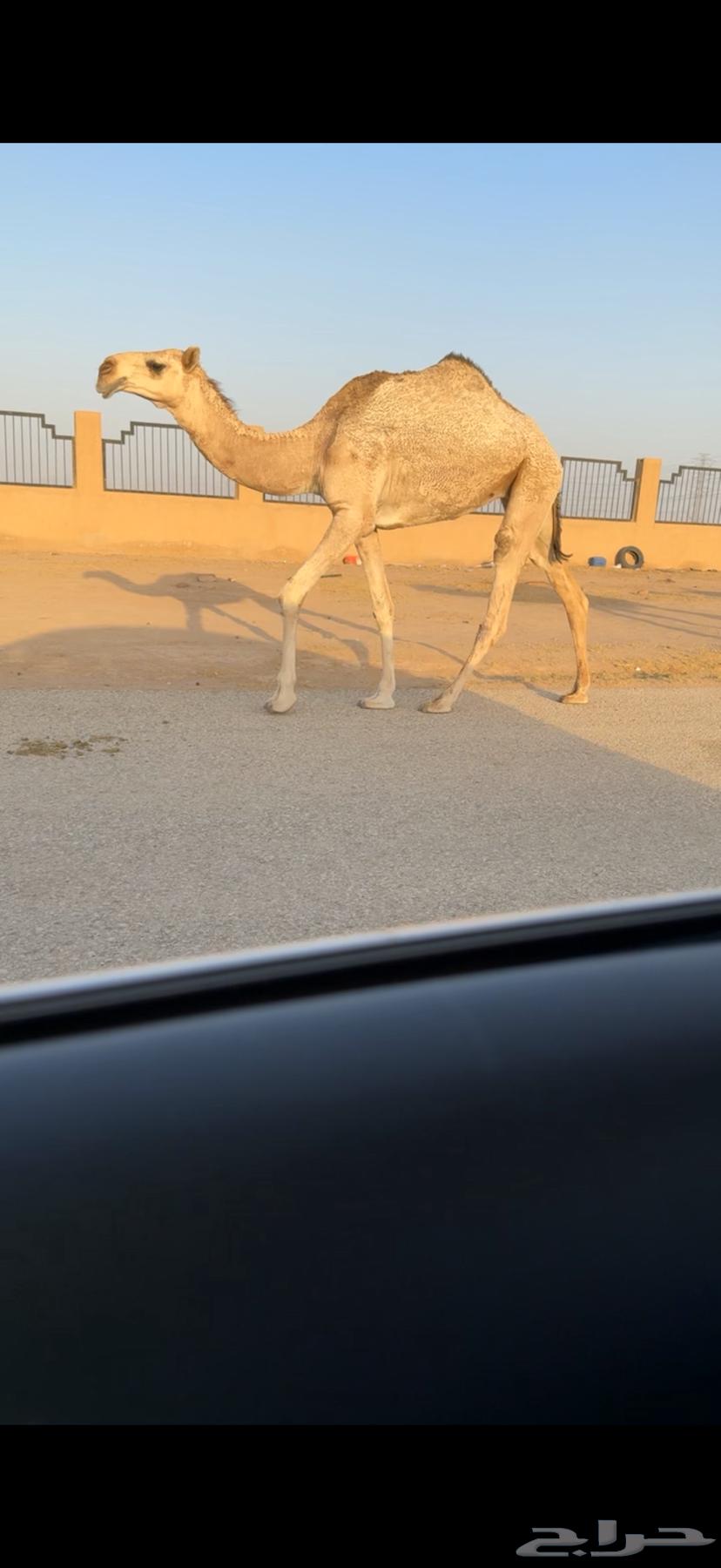 للبيع البكره الكفو64250754158467110