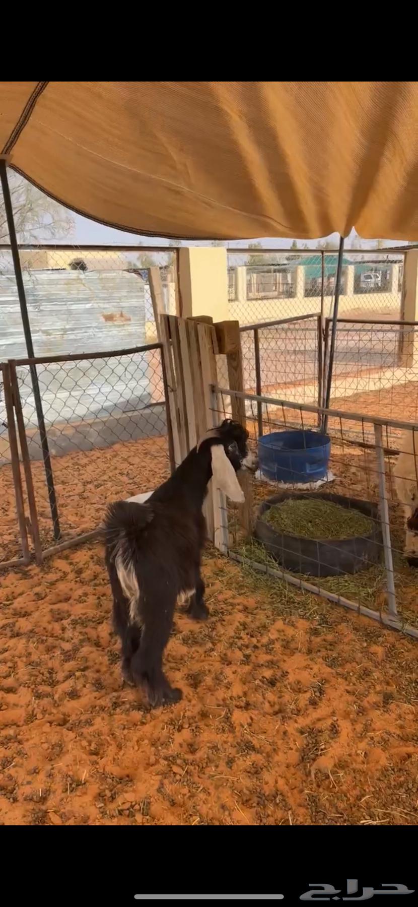 Goat64240396510594110