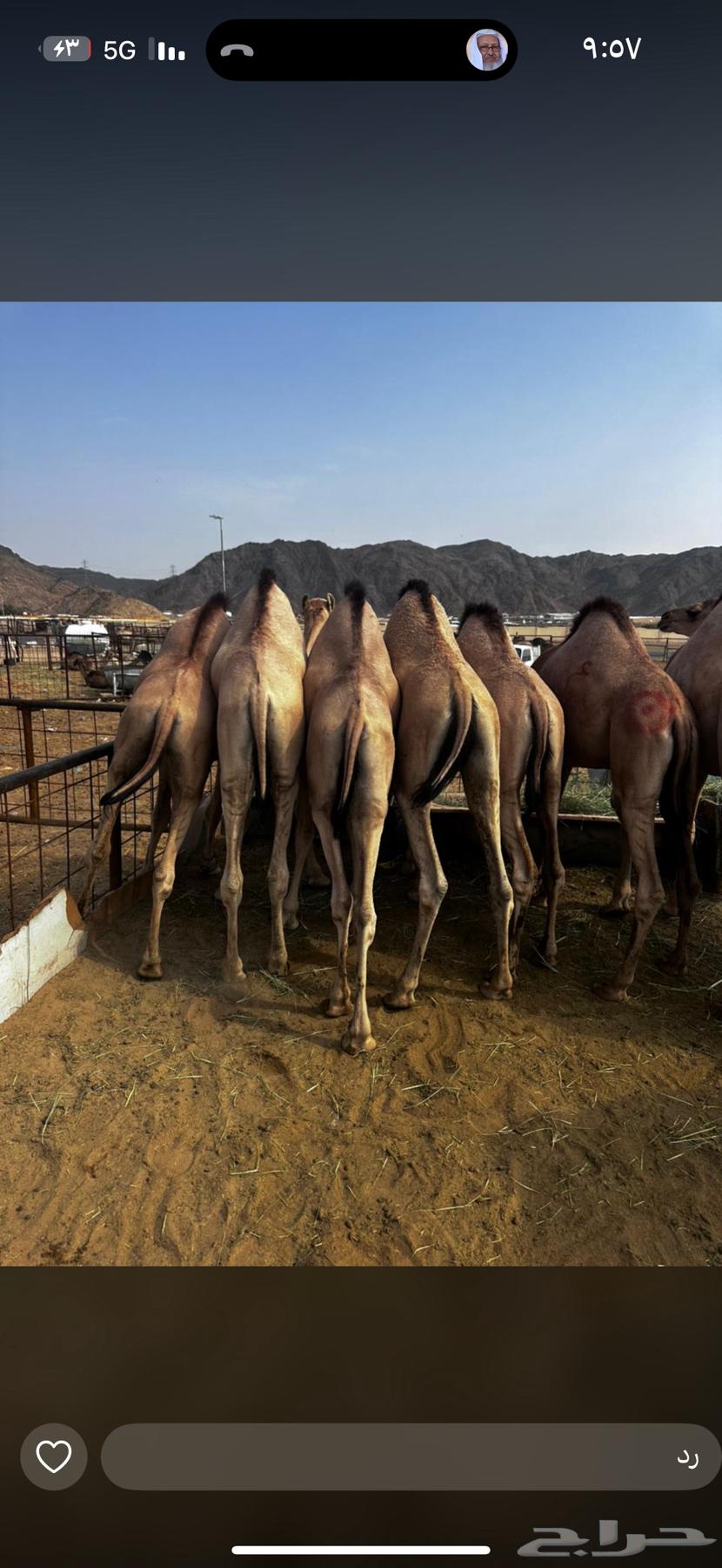 قعدان كفو للبيع64239031768963110