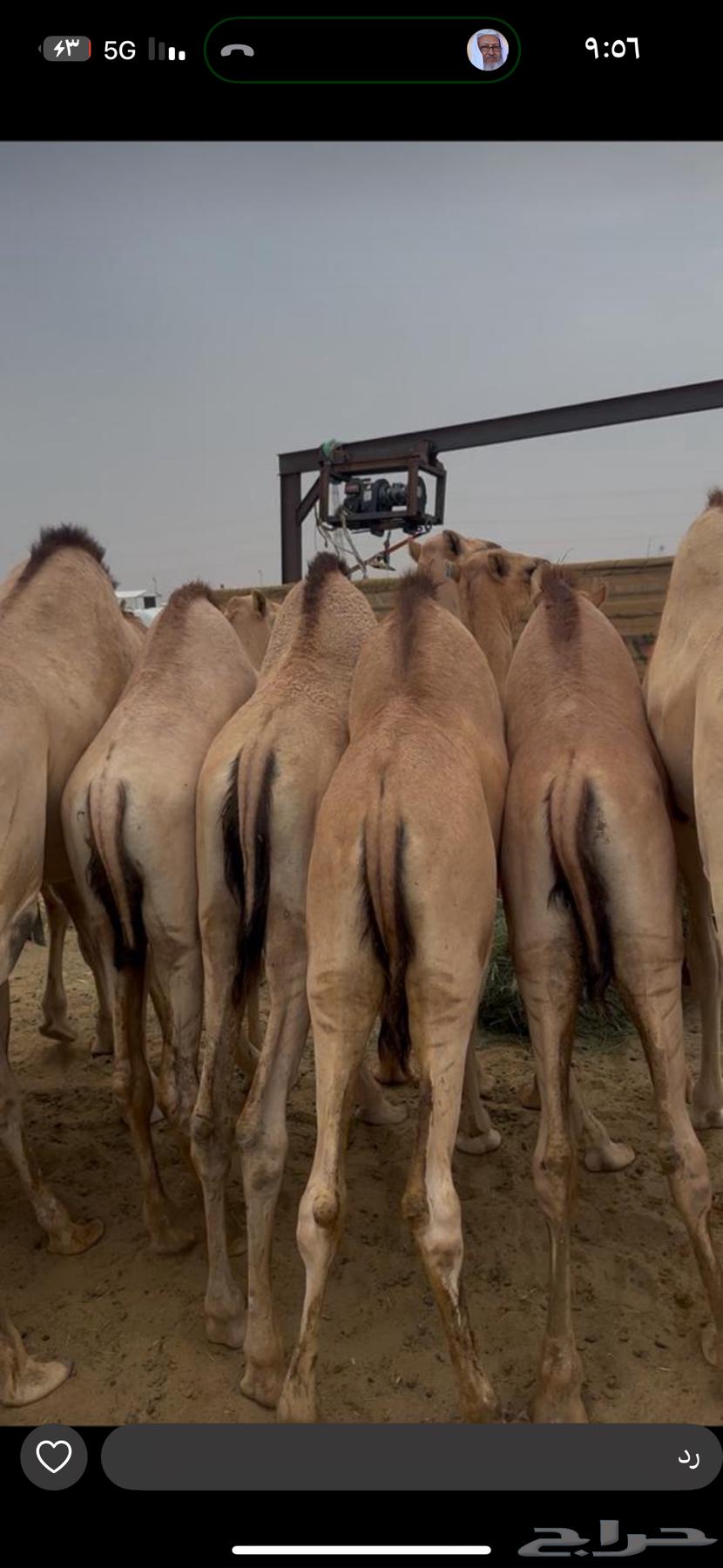 قعدان كفو للبيع64239031768963112