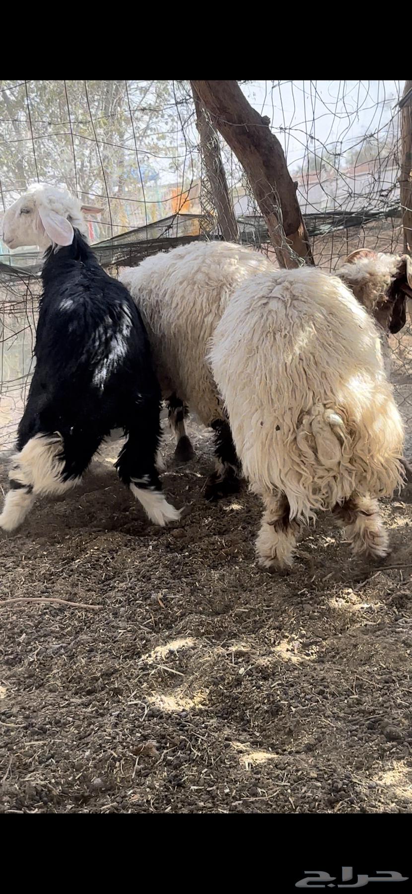 خرفان نعيم ونجد64249066136961112