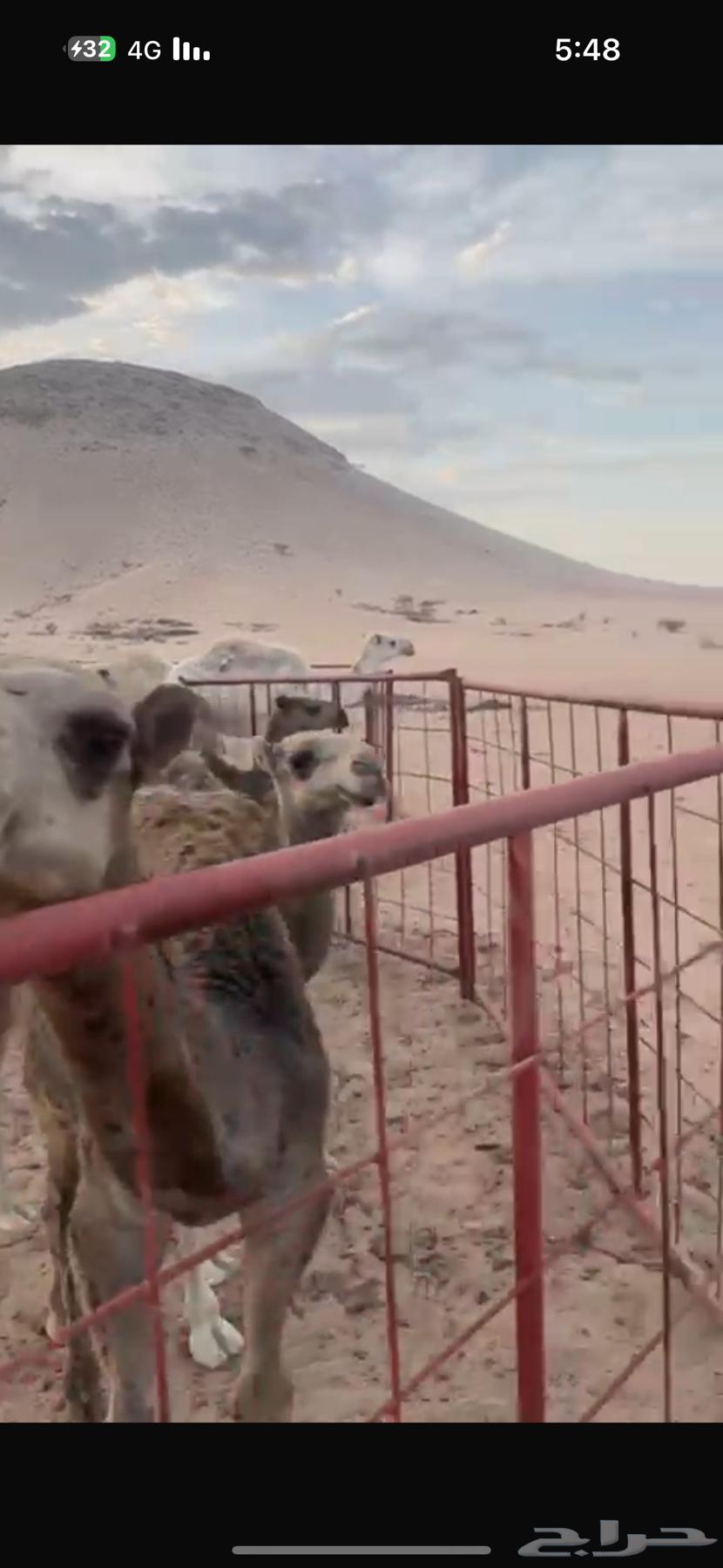 8 حشوان للبيع64248273259650110