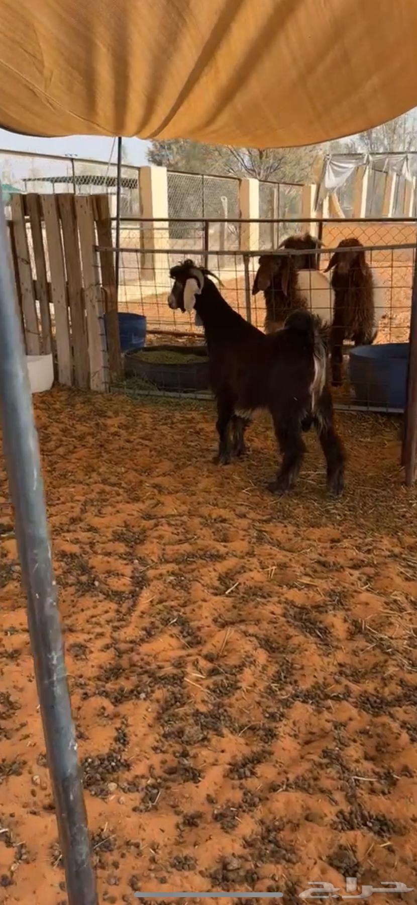 Goat64240396510594114