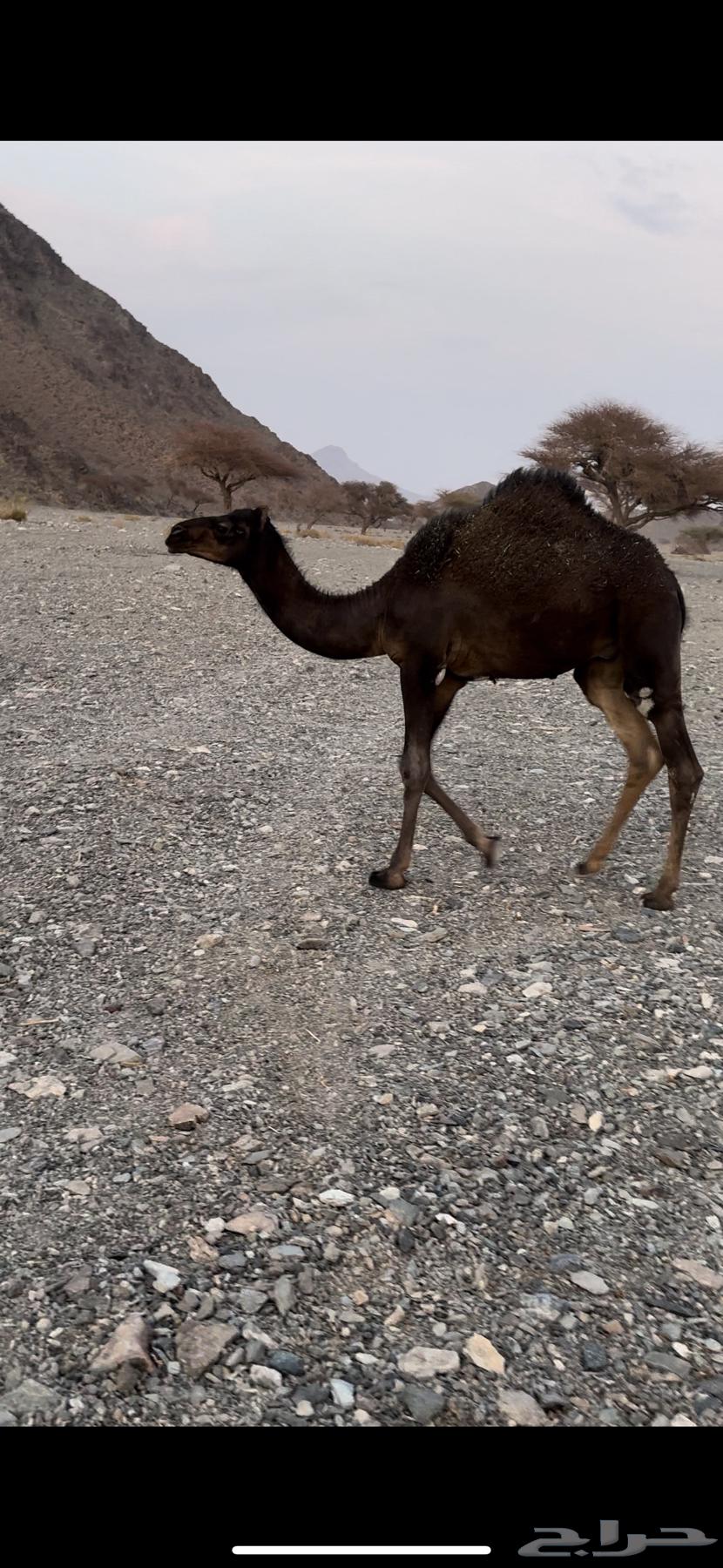 للبيع بكره وقعود64248685269121113