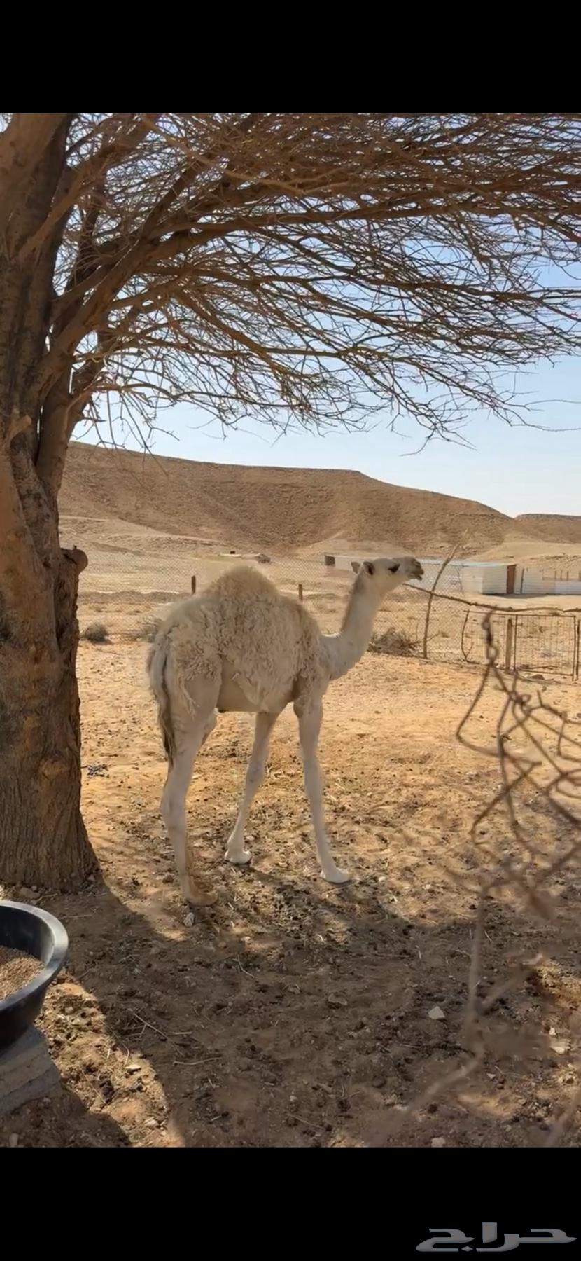 Very comfortable seating on a productive camel64249658100097112