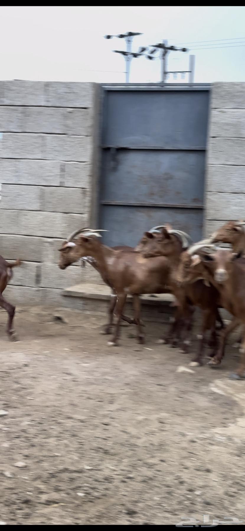 Sheep and goats, Dham Maha'ilah, Muhayil64236886756993114