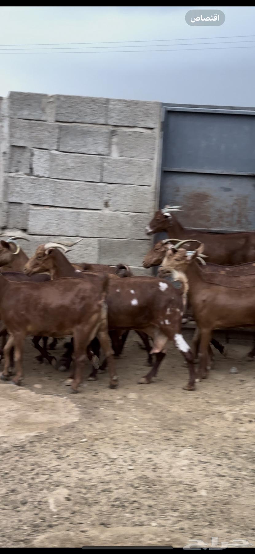 Sheep and goats, Dham Maha'ilah, Muhayil64236886756993113