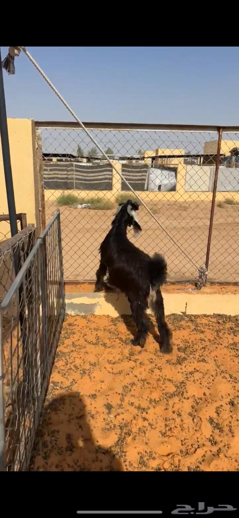 Goat64240396510594112