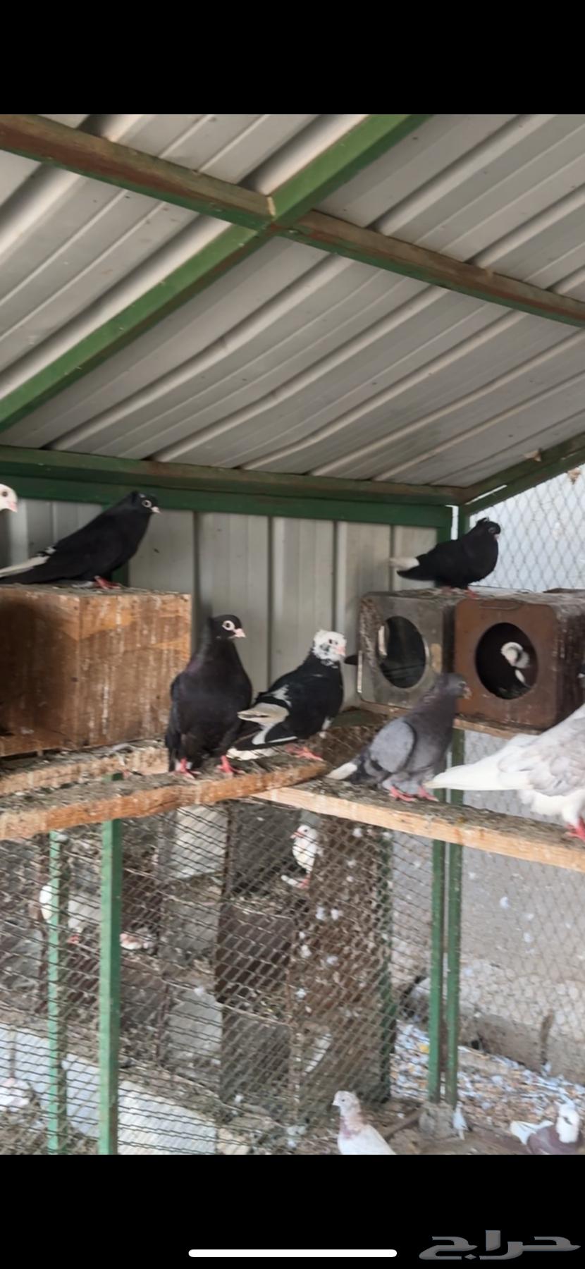 حمام قطيفي64241769196161110