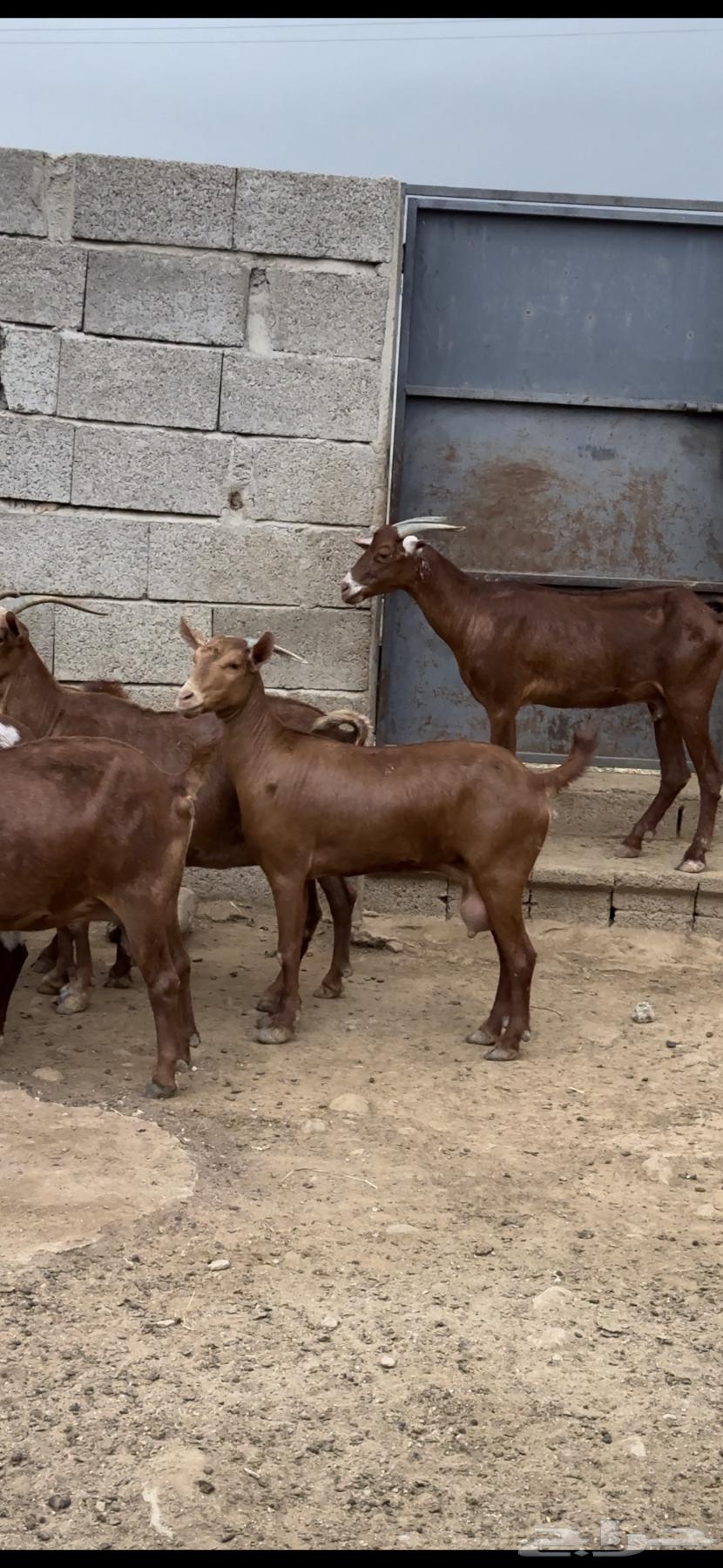 Sheep and goats, Dham Maha'ilah, Muhayil64236886756993110