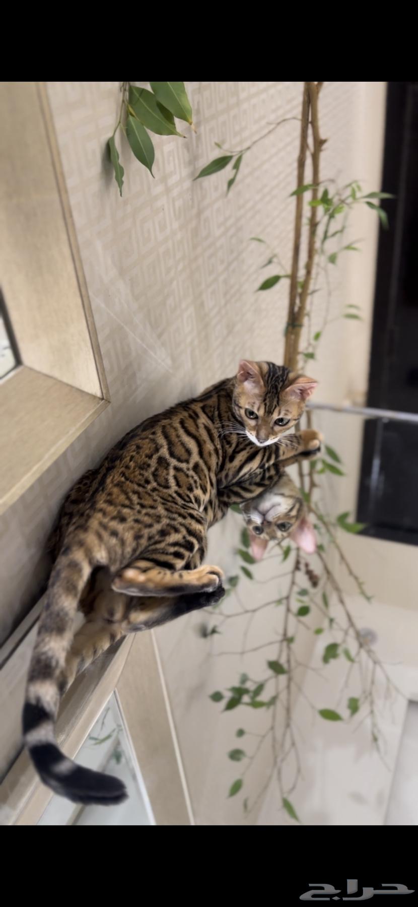 قطة بنغال مستوى قوي جدا ا للبيع64253148548609111