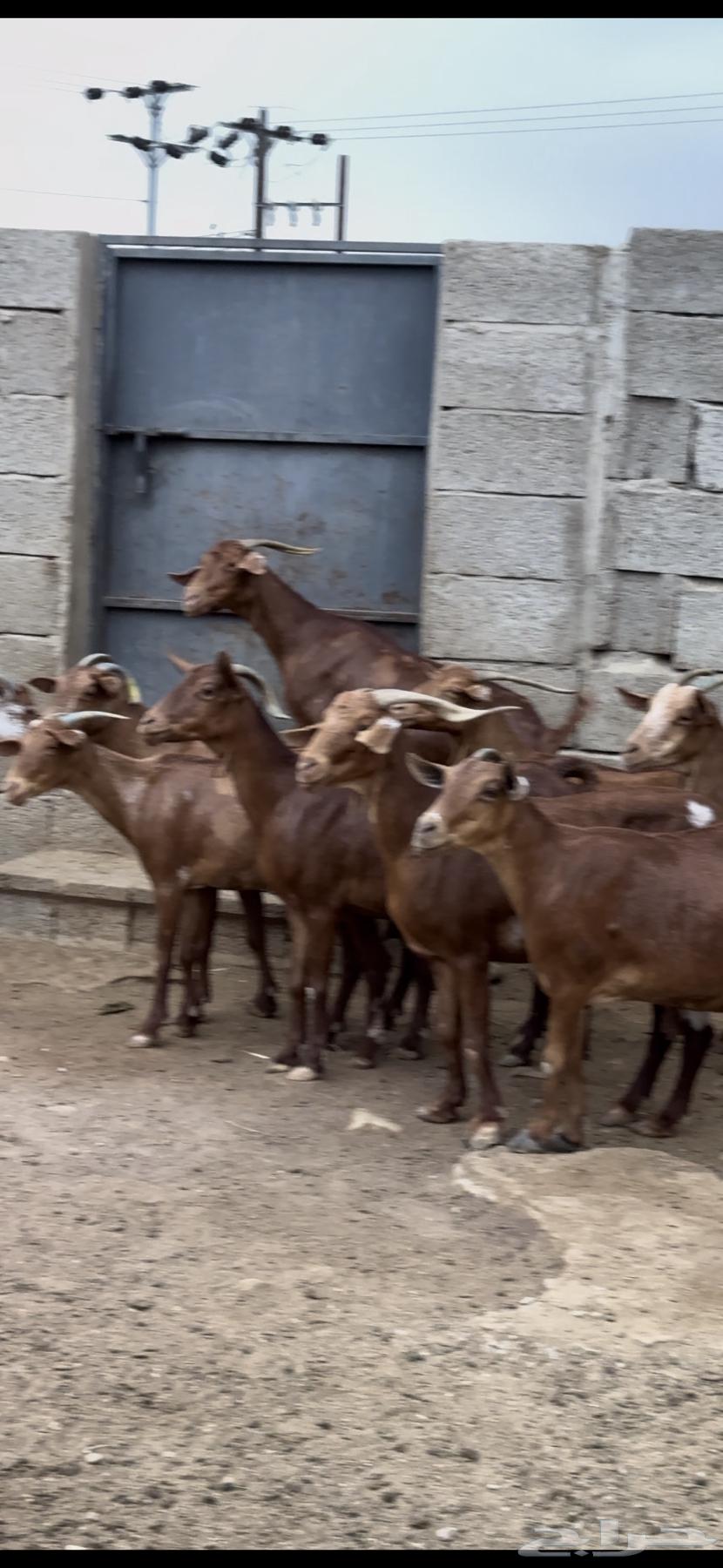 Sheep and goats, Dham Maha'ilah, Muhayil64236886756993111