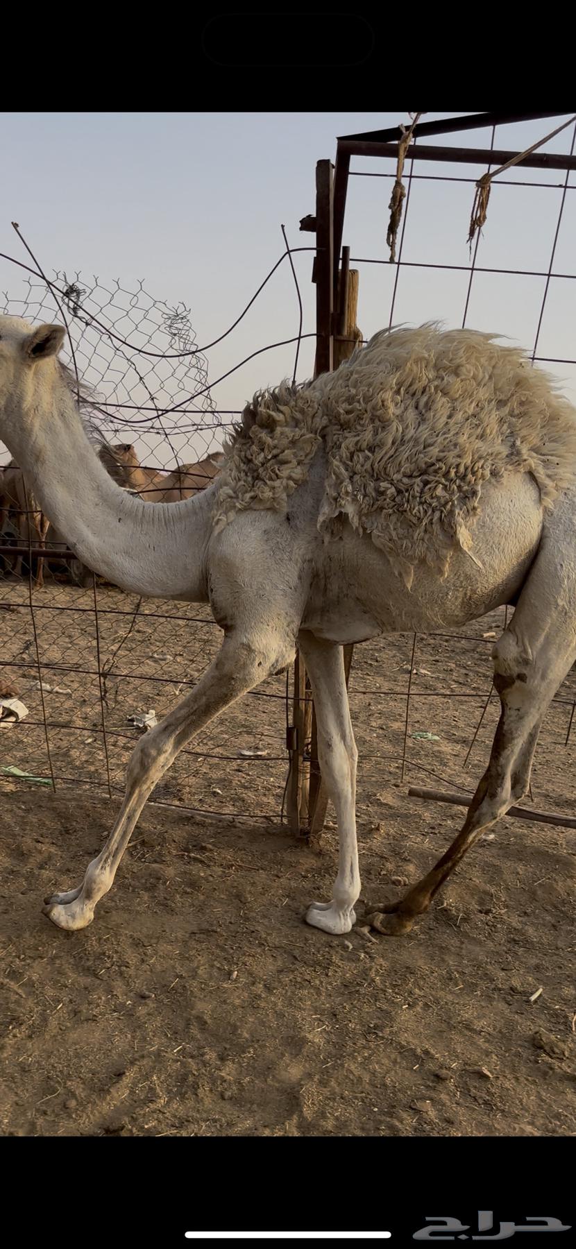 قعود طيب وسمين64249065926403112