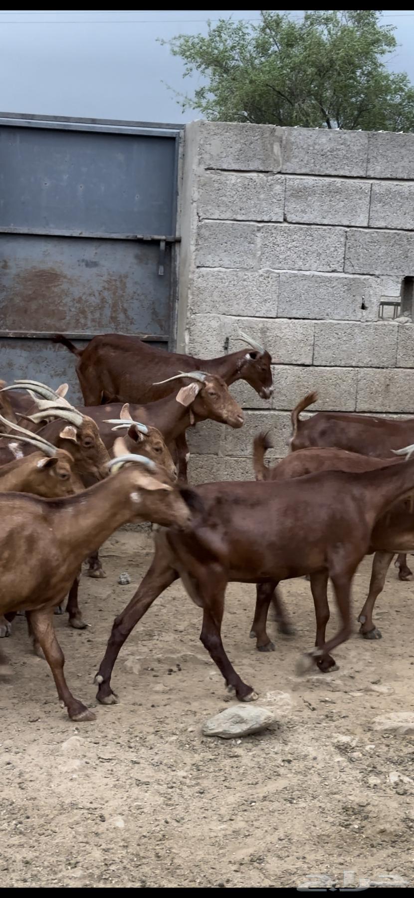 Sheep and goats, Dham Maha'ilah, Muhayil64236886756993112