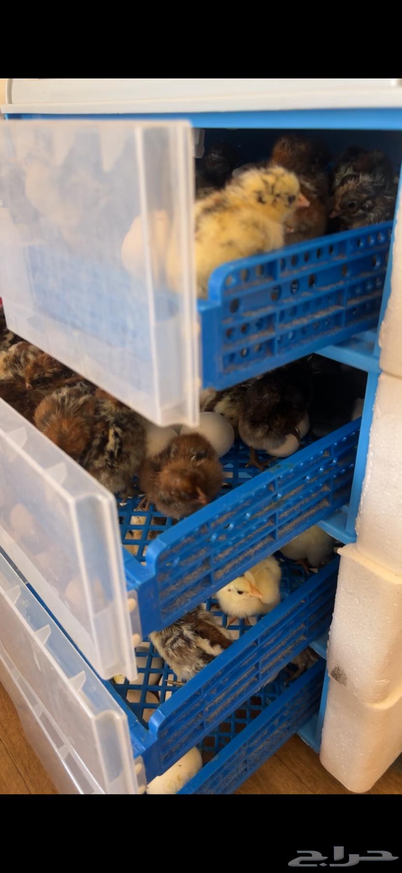 فقاسه للبيع اوتومتيك 32064247162035587113