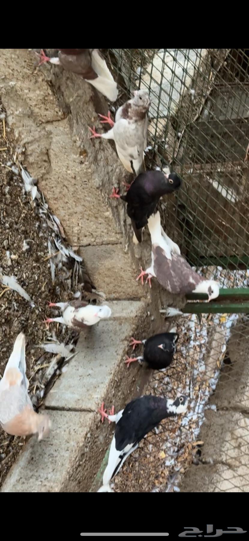 حمام قطيفي64241769196161113