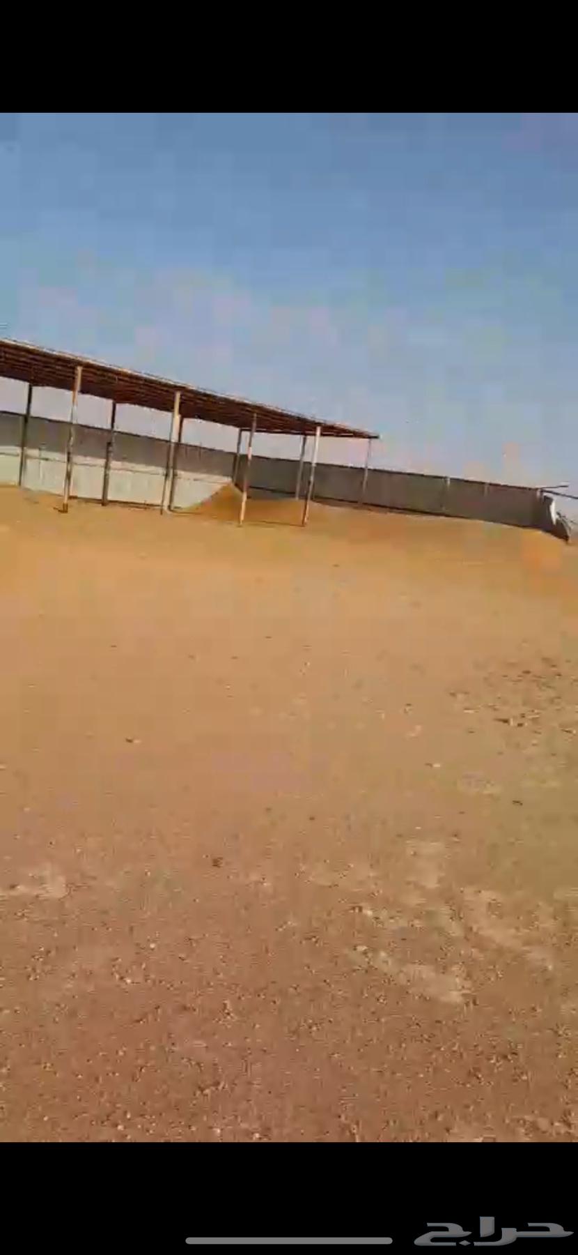 للبيع شينكو شرق الخرج مظلة حلال64253286080898112