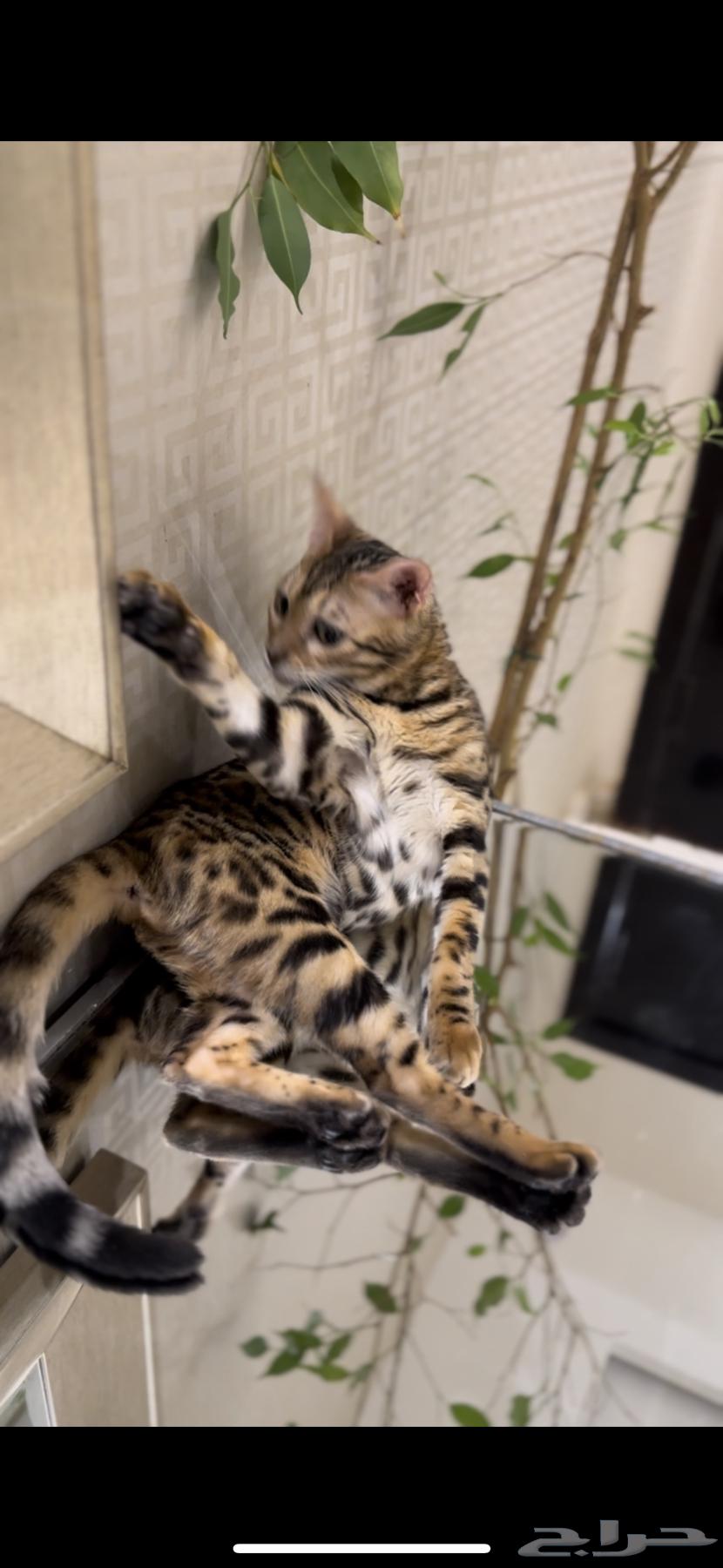 قطة بنغال مستوى قوي جدا ا للبيع64253148548609110