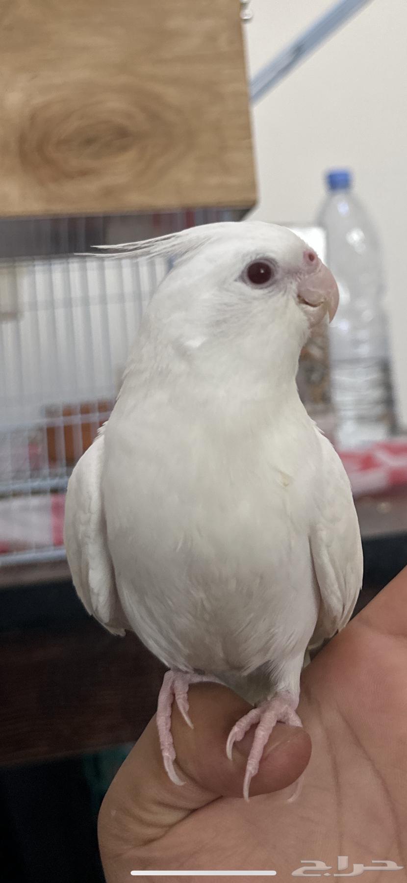 كروان كوكتيل للبيع64250950738690110