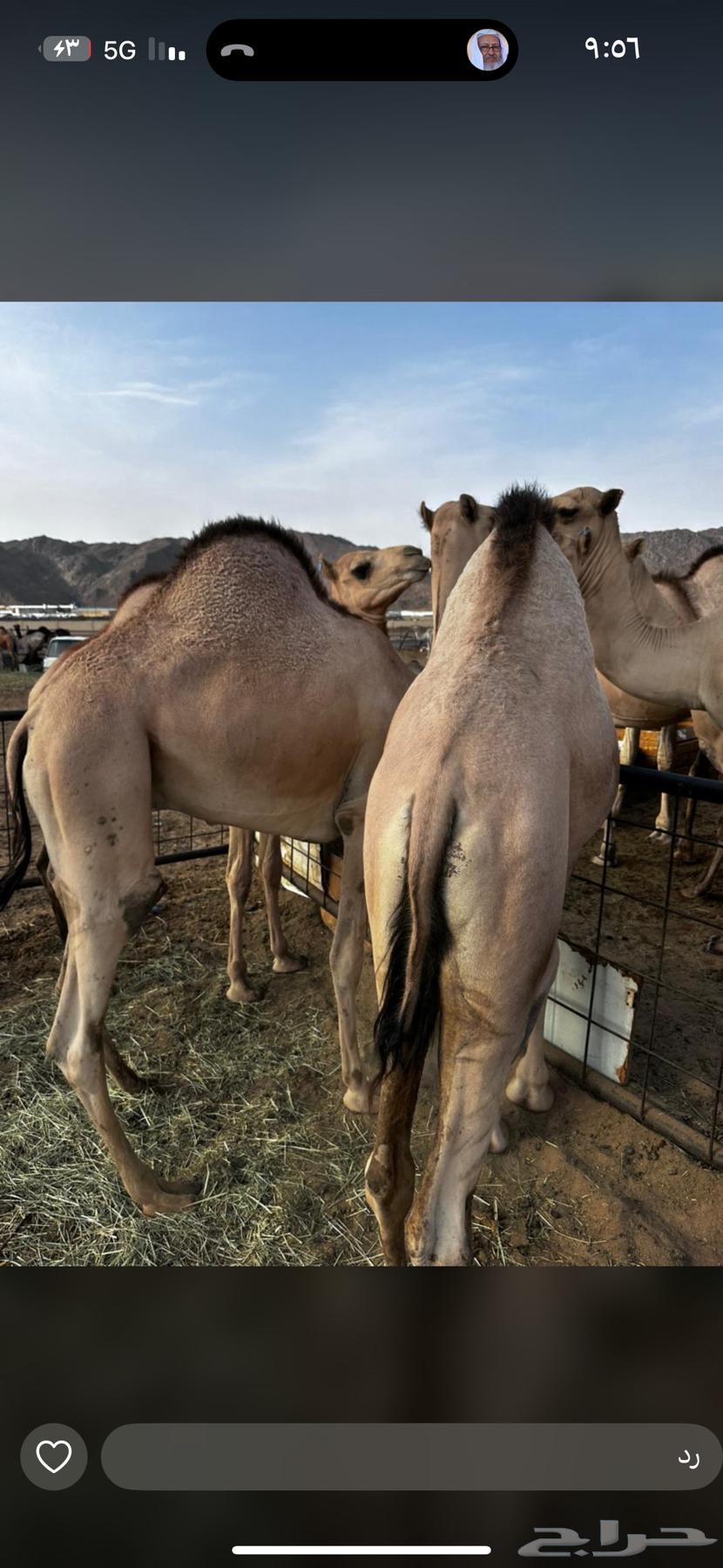 قعدان كفو للبيع64239031768963113