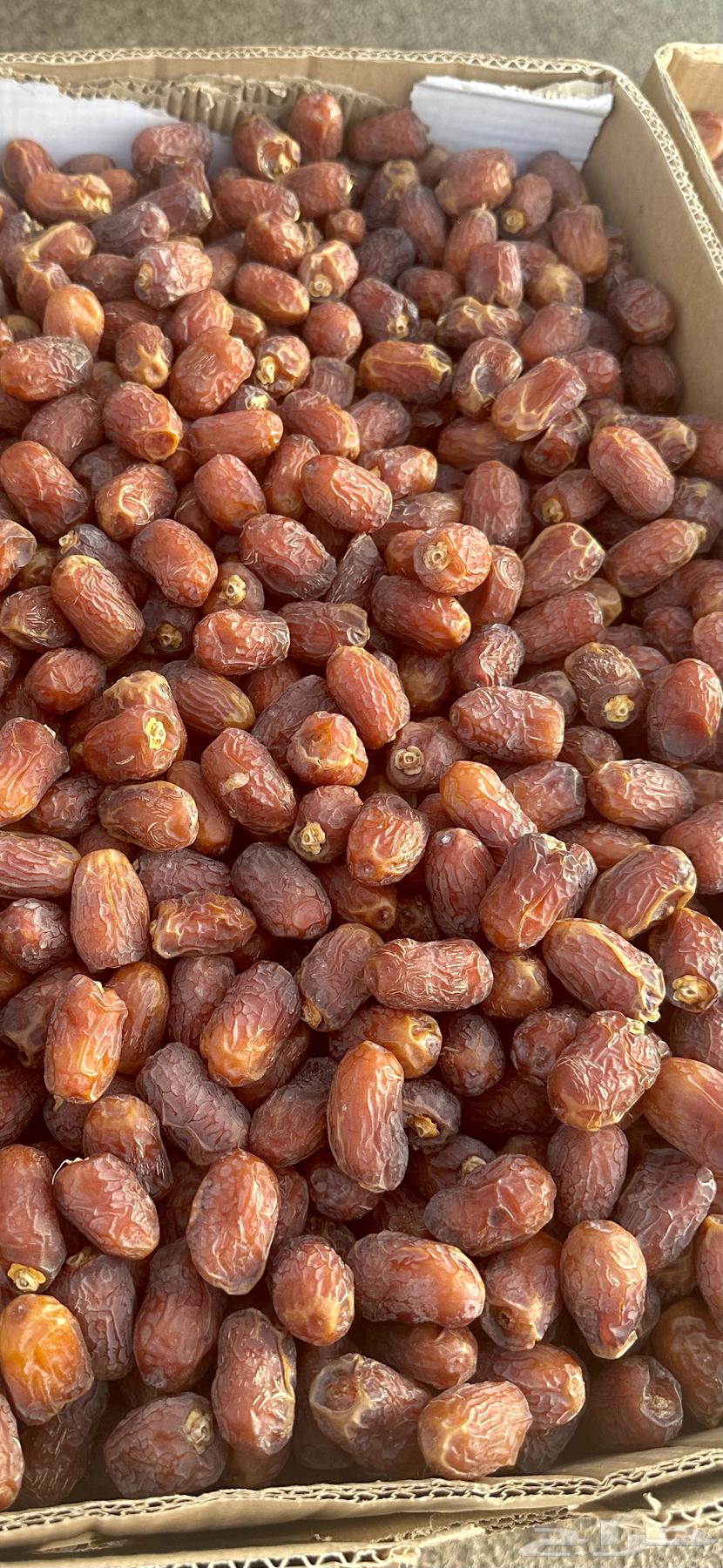 Wadi Al-Khulas Dates64248697257731111