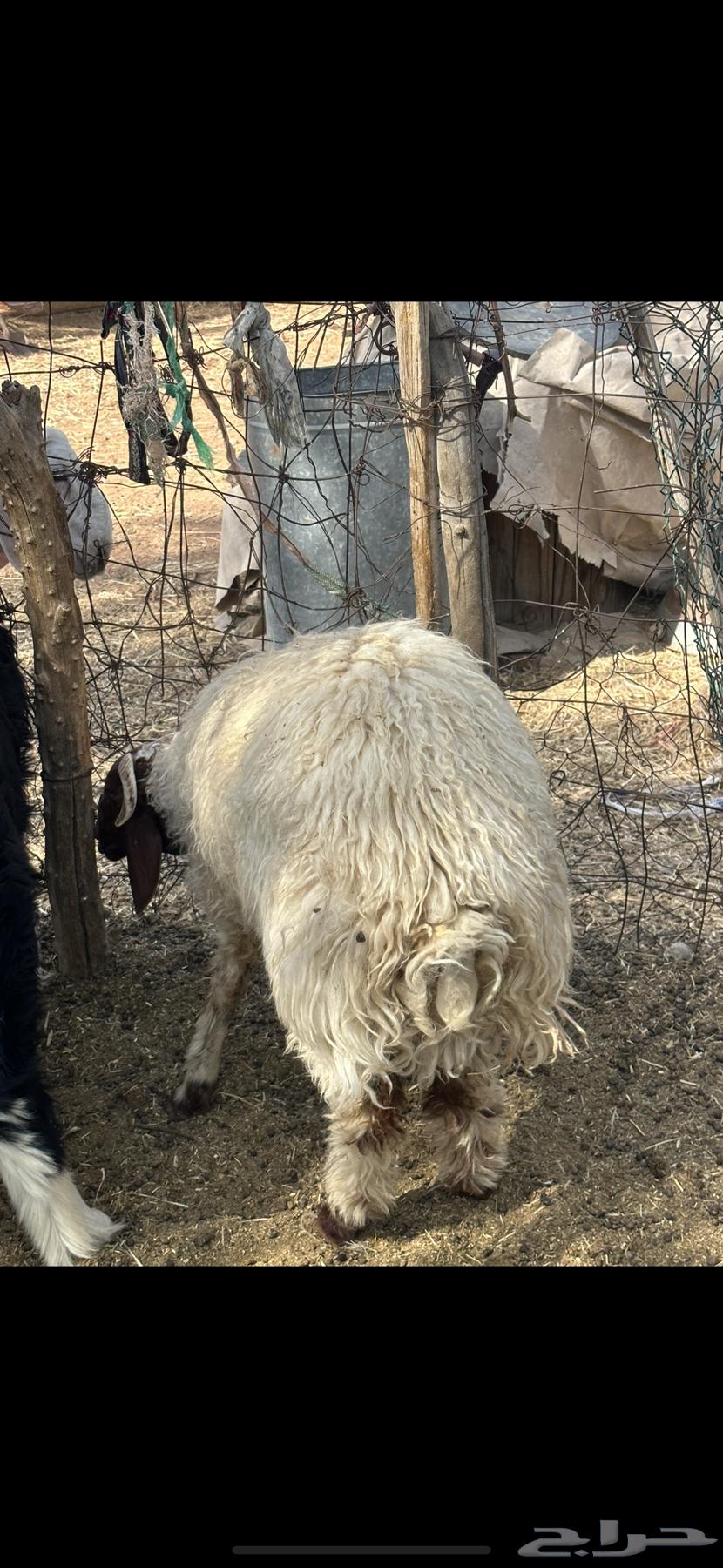 خرفان نعيم ونجد64249066136961111