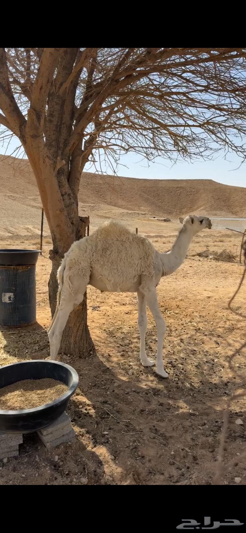 Very comfortable seating on a productive camel64249658100097113