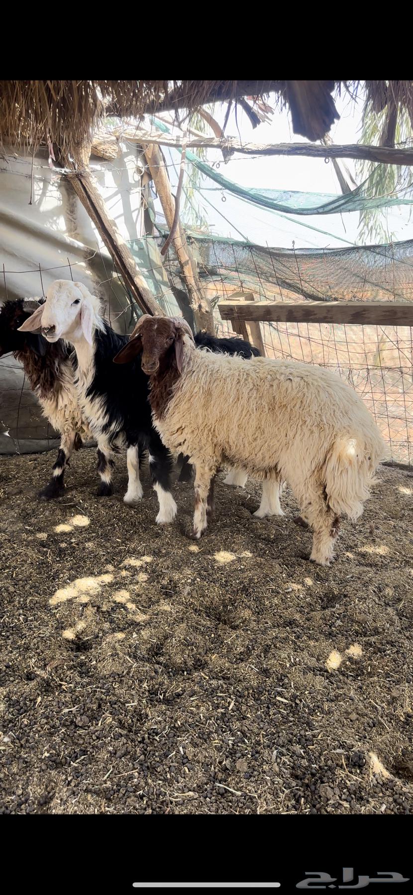 خرفان نعيم ونجد64249066136961114