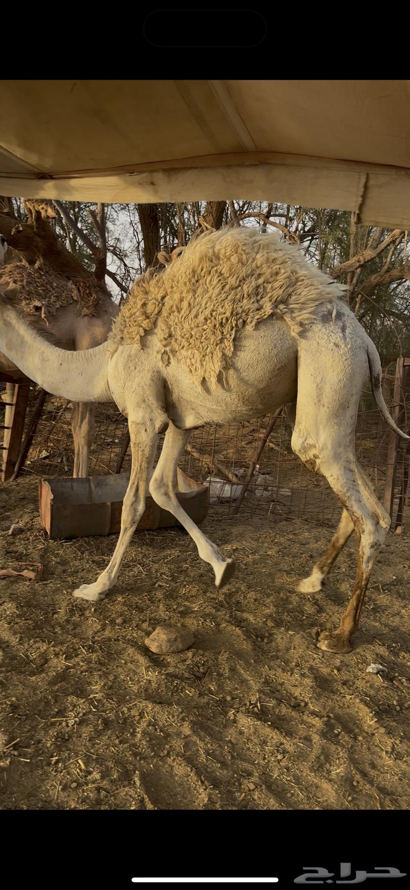 قعود طيب وسمين64249065926403110