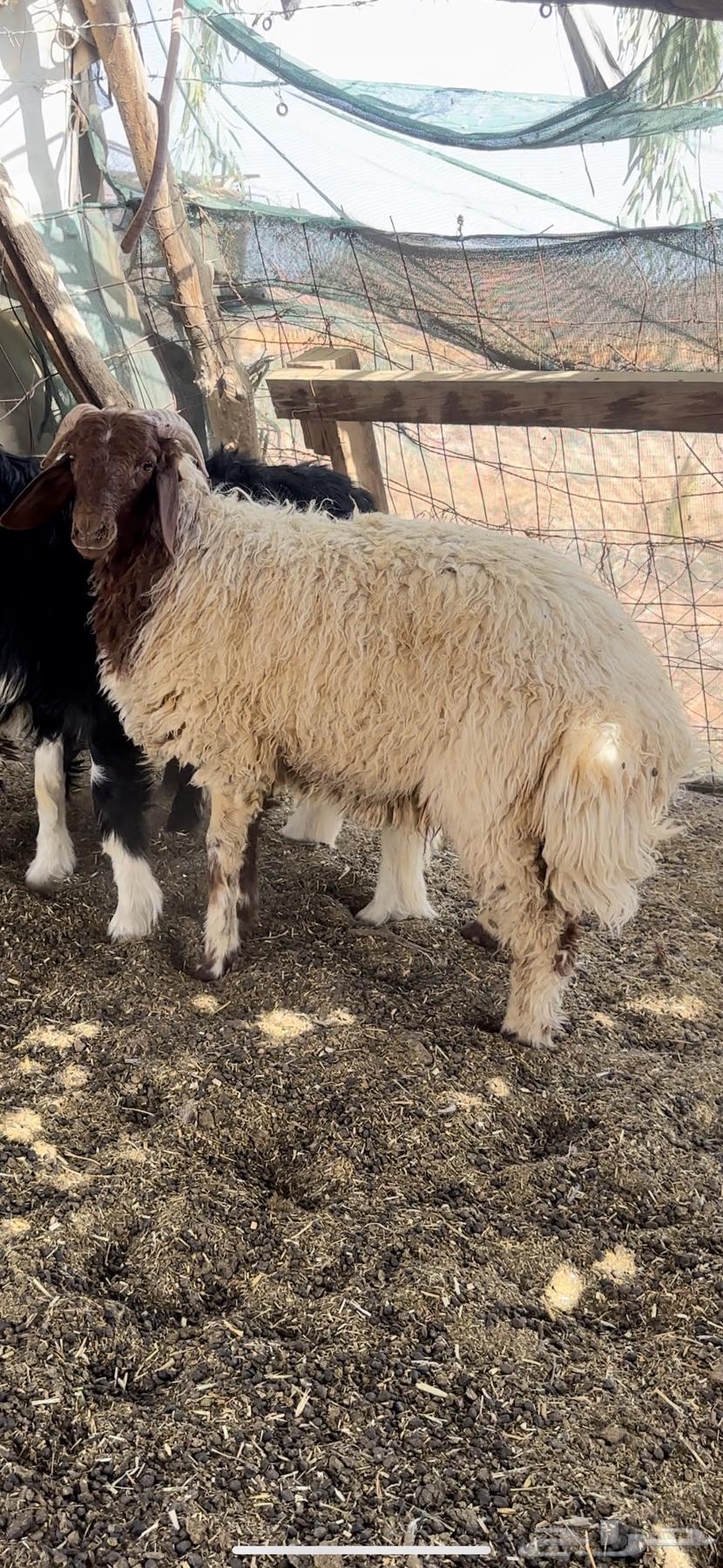 خرفان نعيم ونجد64249066136961110