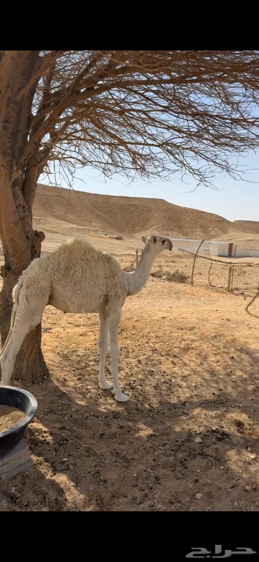 Very comfortable seating on a productive camel64249658100097114