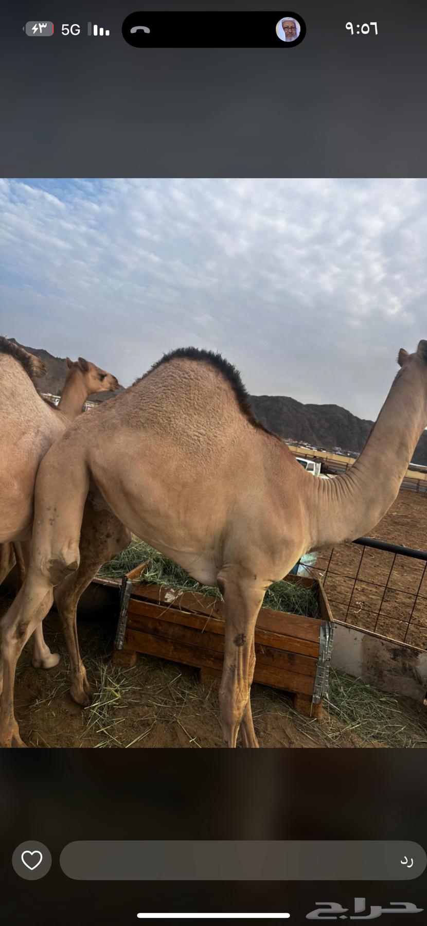 قعدان كفو للبيع64239031768963111