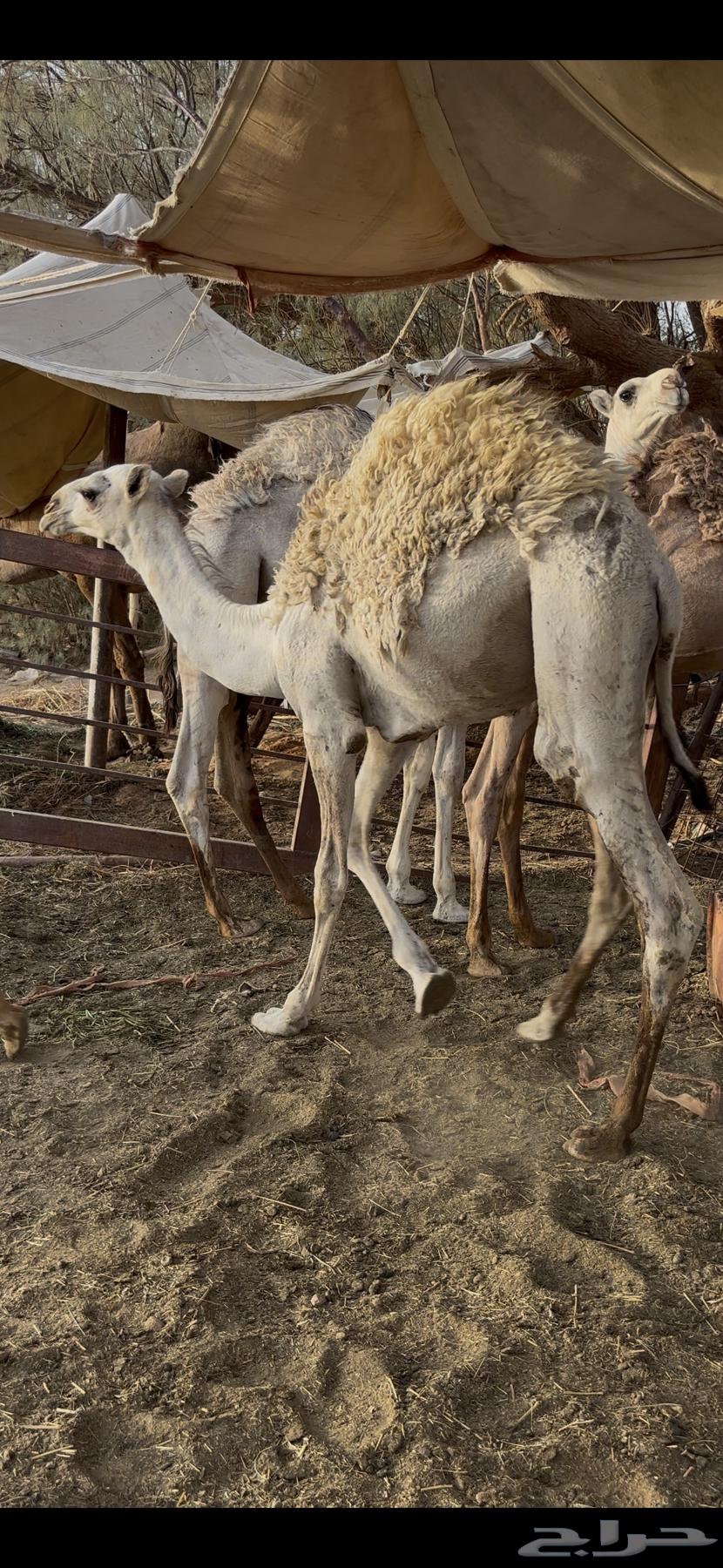 قعود طيب وسمين64249065926403111