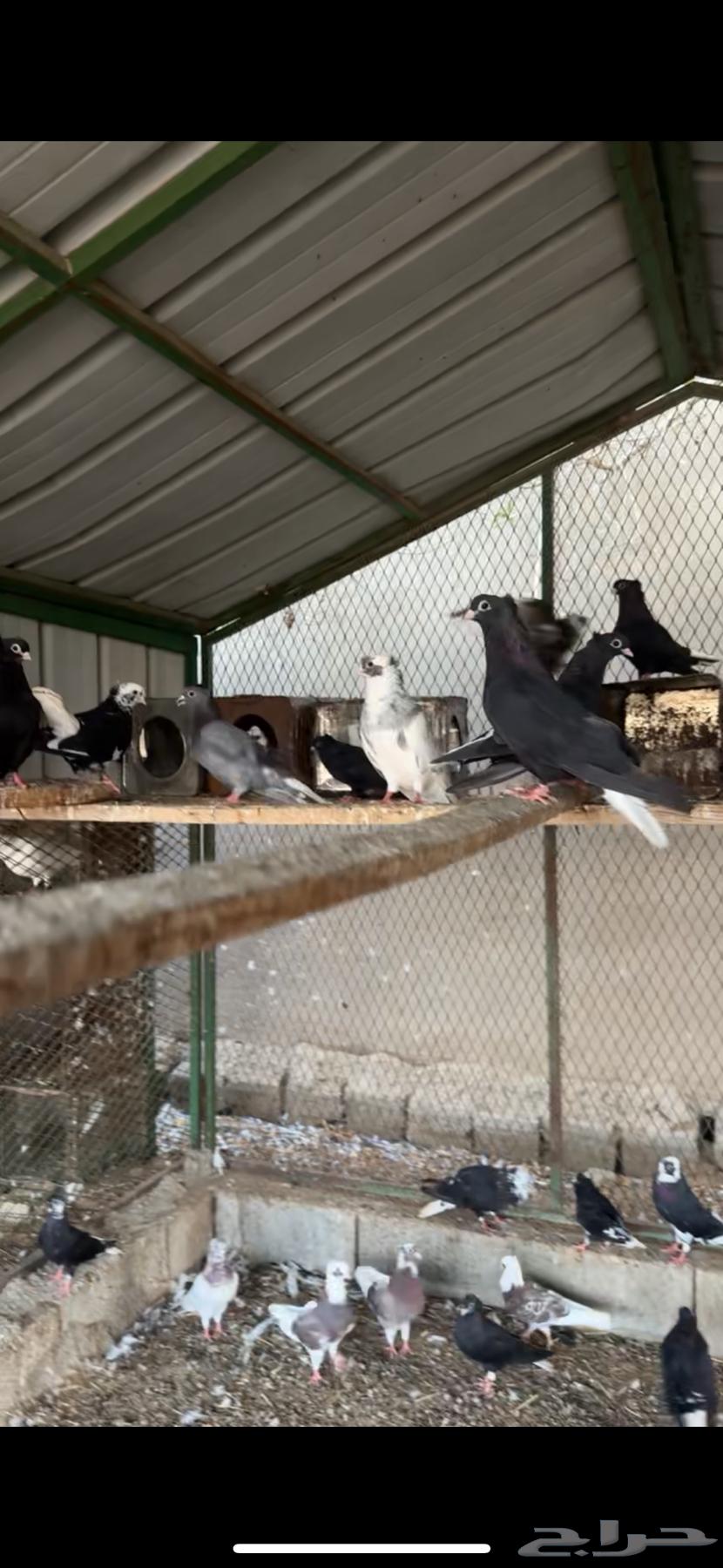 حمام قطيفي64241769196161112