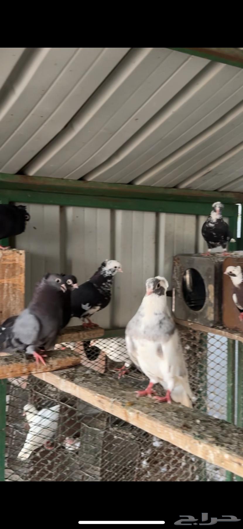 حمام قطيفي64241769196161114