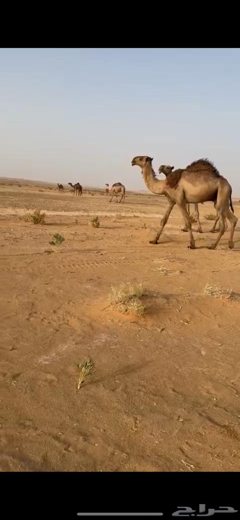 قعود وثلاث أبكار للبيع64245969294593110