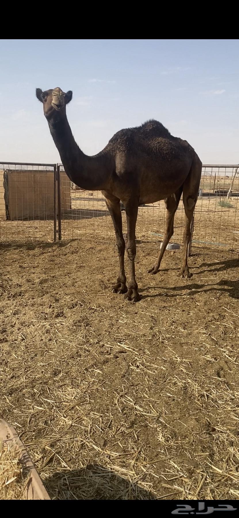 للبيع بكرة مجهم64250242635267112