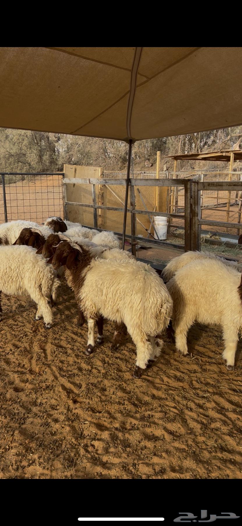 Naaimi Local Slaughters64239872541443110