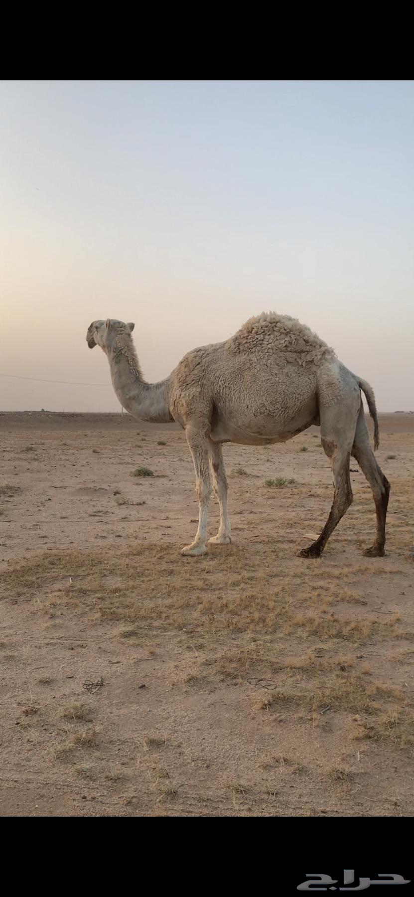 ناقه وضحى64244089563393110