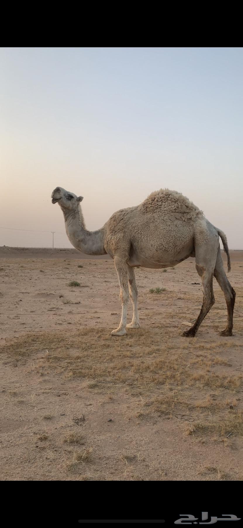 ناقه وضحى64244089563393111