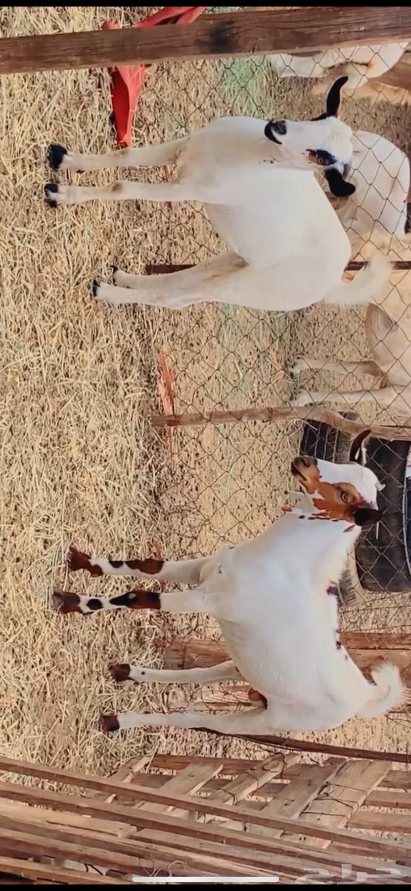 تيوس للبيع. تربيه ذبايح64250927892611110